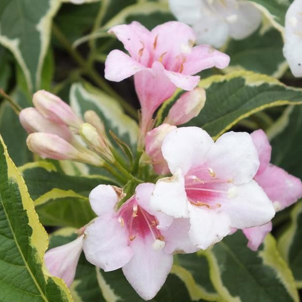 Weigela florida variegata
