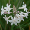Tulbaghia violacea -White Society Garlic.