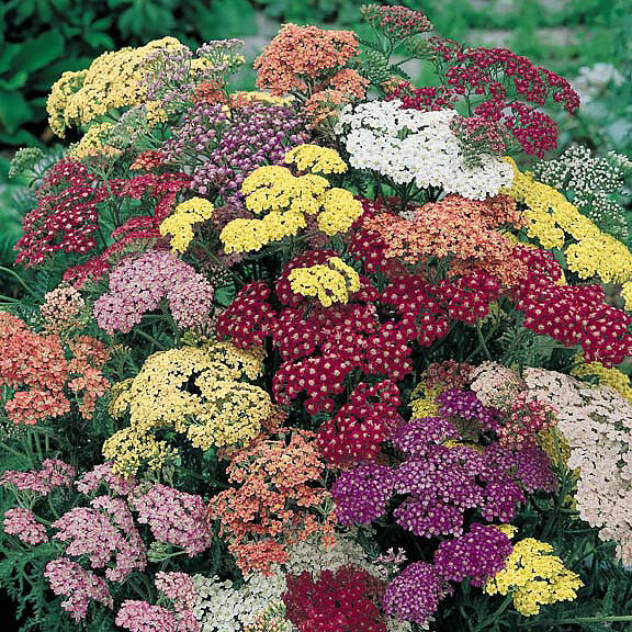 Achillea millefolium 'Terracotta'