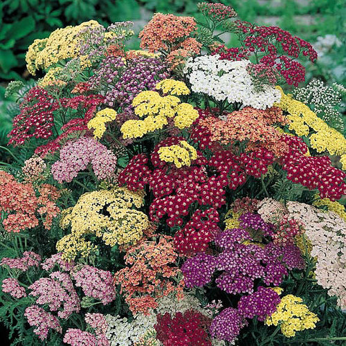 Achillea millefolium 'Terracotta'