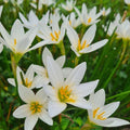 Zephyranthes candida - White Rain Lily