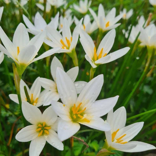 Zephyranthes candida - White Rain Lily