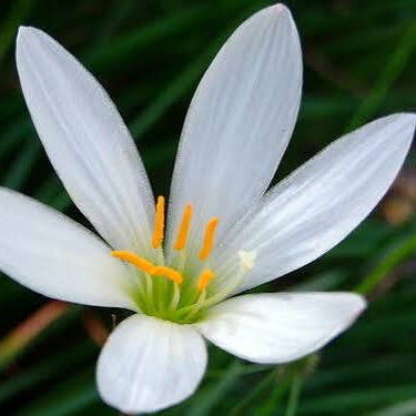 Zephyranthes candida - White Rain Lily